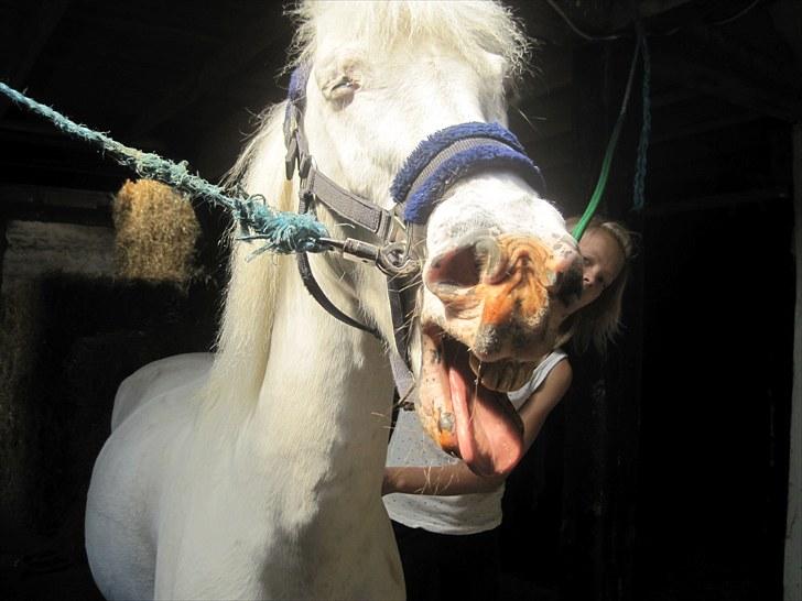 Knabstrupper Plet elev hest billede 11