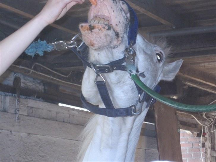 Knabstrupper Plet elev hest billede 12