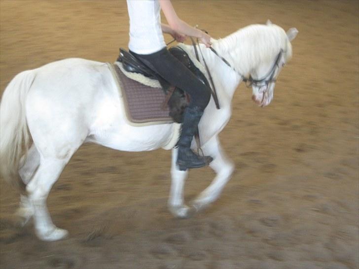 Knabstrupper Plet elev hest billede 13