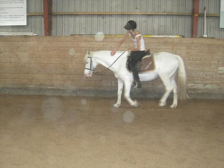 Knabstrupper Plet elev hest billede 14