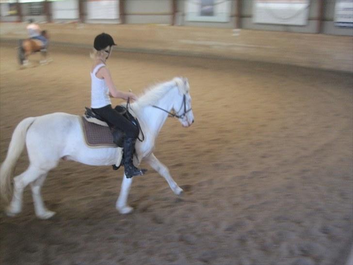 Knabstrupper Plet elev hest billede 15