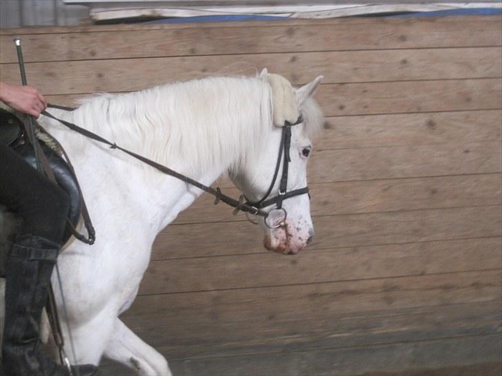 Knabstrupper Plet elev hest billede 16