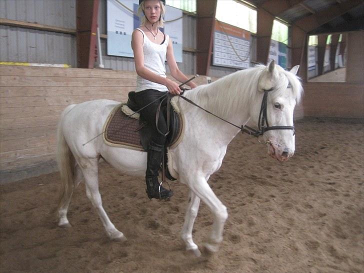 Knabstrupper Plet elev hest billede 17