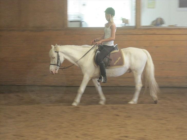 Knabstrupper Plet elev hest billede 19