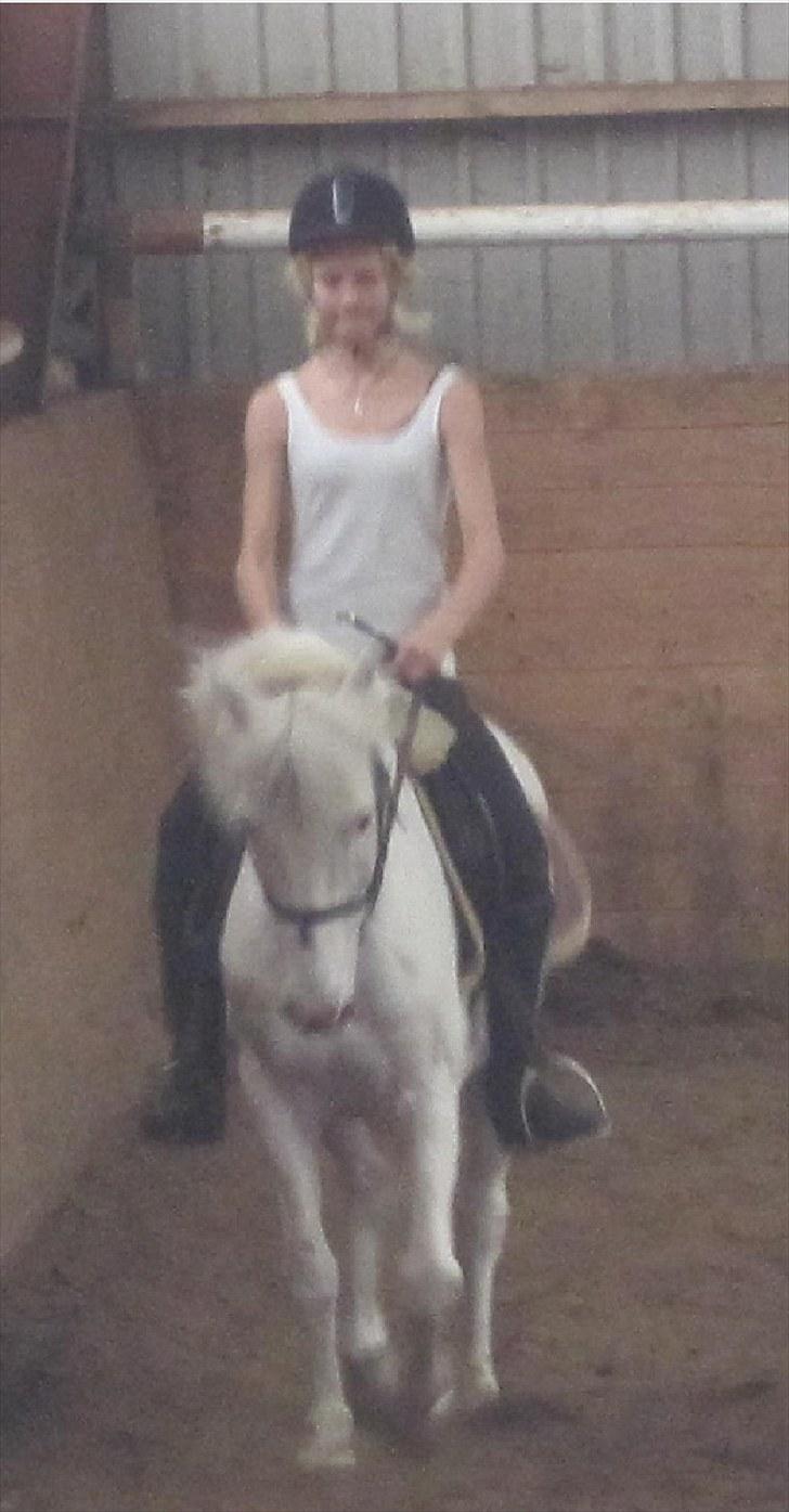 Knabstrupper Plet elev hest billede 20