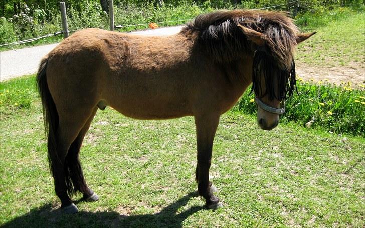 Islænder Teningur fra Fynbo RIP billede 16