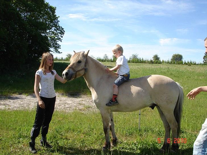 Fjordhest smirnoff Bamsen<3 billede 14