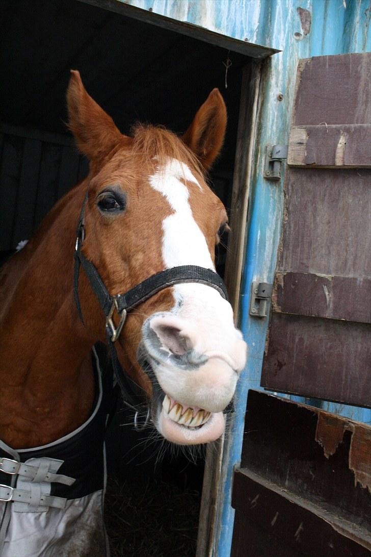 Hollandsk Sportspony Chantelle † miss you † - 18) Æsel? Nej, du er bare dejlig! | Foto: ECS ( mig ) | billede 18