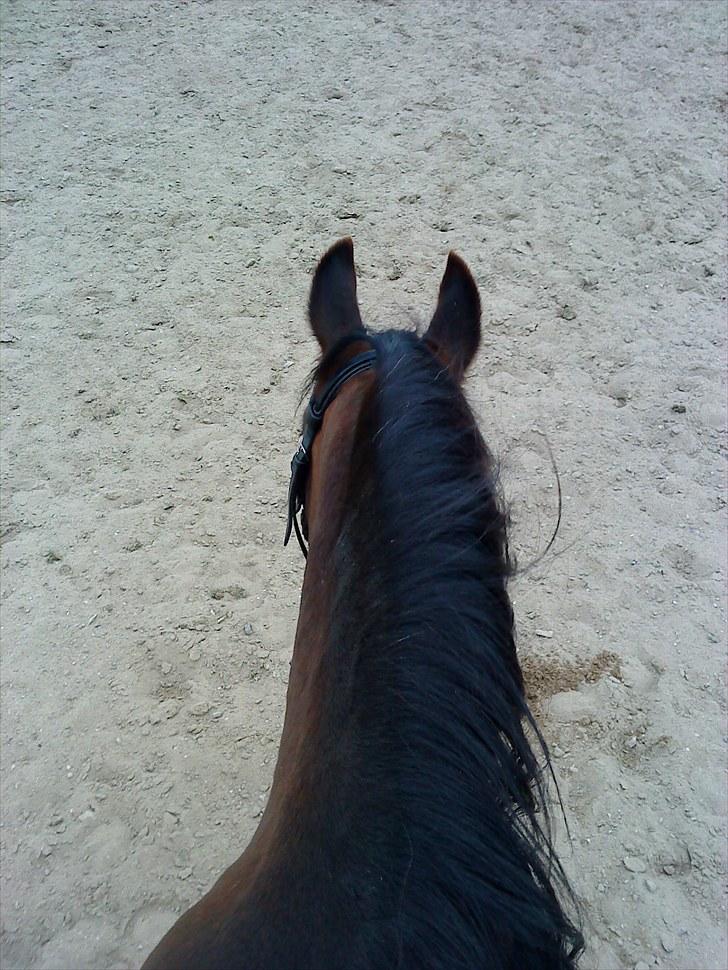 DSP Bitten firhøj - Bitten oppe fra<3 billede 8