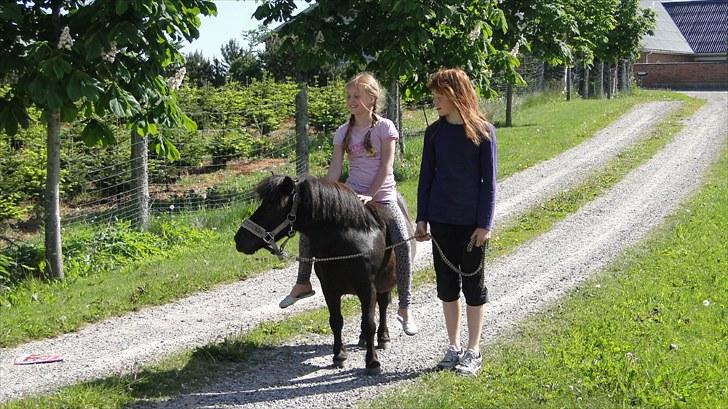 Shetlænder Stengårdens Malou - ude på morgentur :D det er mig der står med morgenhår  billede 4