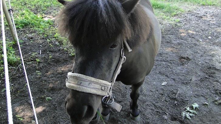 Shetlænder Stengårdens Malou - Gammelt billede billede 5
