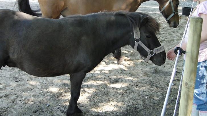Shetlænder Stengårdens Malou - endu et foldbillede billede 6