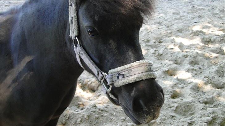 Shetlænder Stengårdens Malou - Har du fået sand på mulen mulle :D billede 7