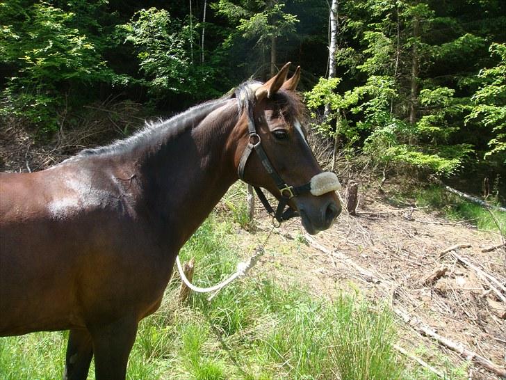 Anden særlig race Beauty  - Du viser mig altid, din indre skønhed (: billede 11