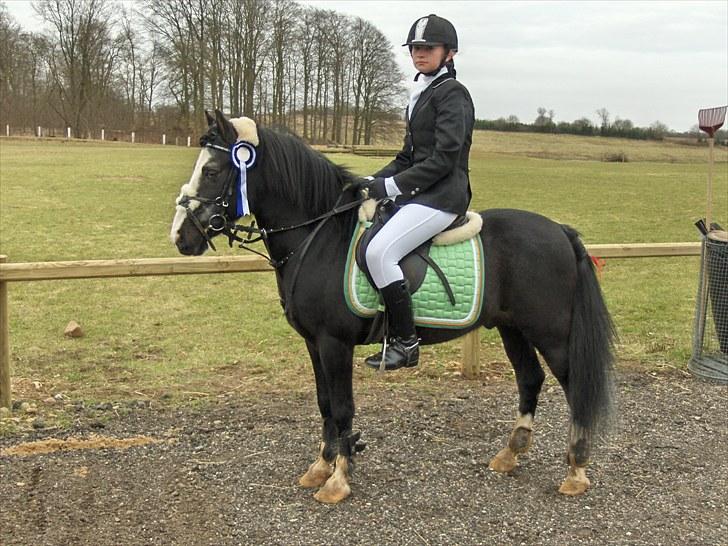 Anden særlig race Starlight Moon - bellinge rideklub 2.plads lc spring 0 fejl :D var så stolt af starlight den dag (: billede 9