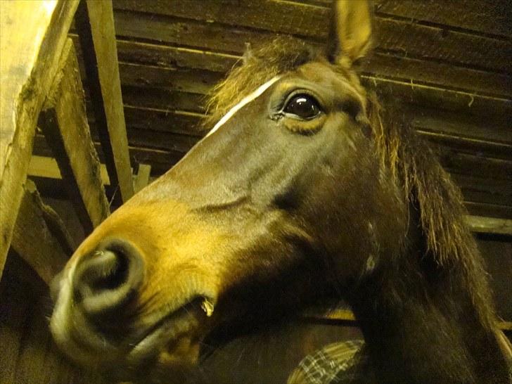 Anden særlig race Beauty  - Der er bare et eller andet over dig, som siger at det SKAL være os to (´: <3 billede 12