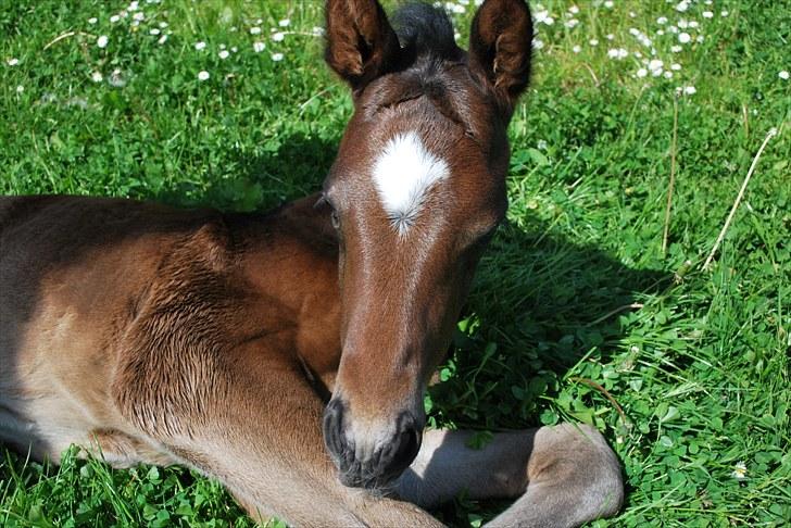 Dansk Varmblod Messi billede 1