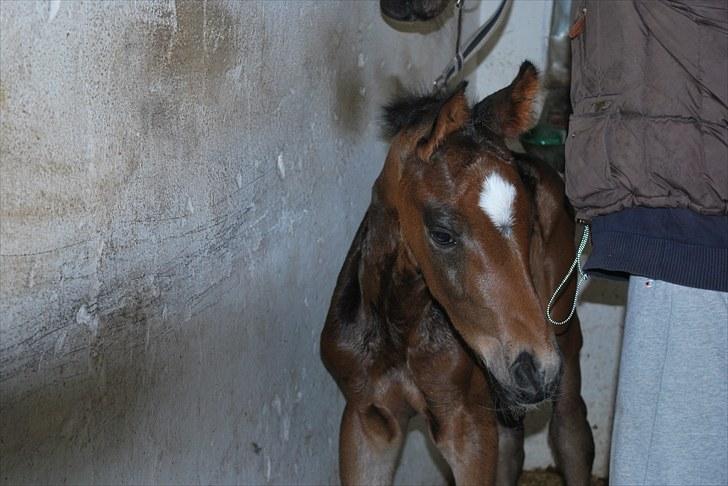 Dansk Varmblod Messi billede 2