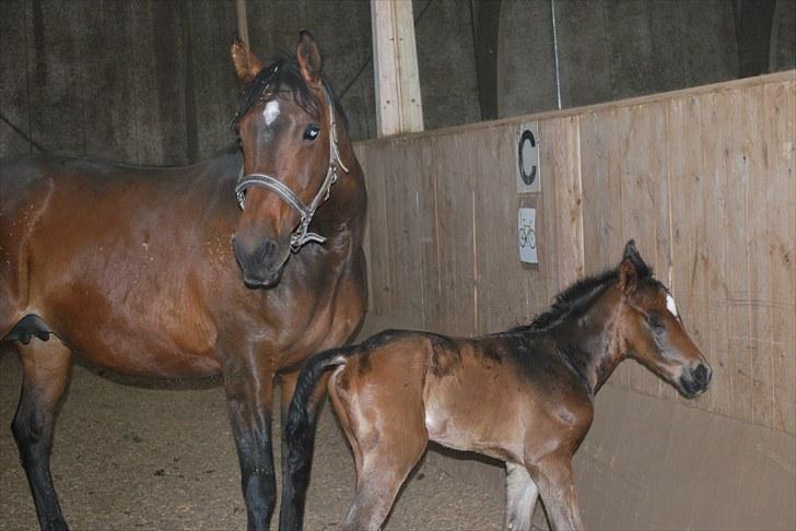 Dansk Varmblod Messi billede 3