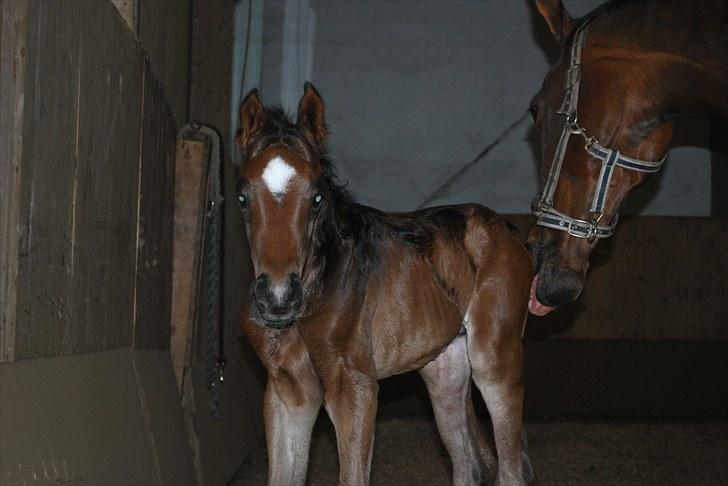 Dansk Varmblod Messi billede 4