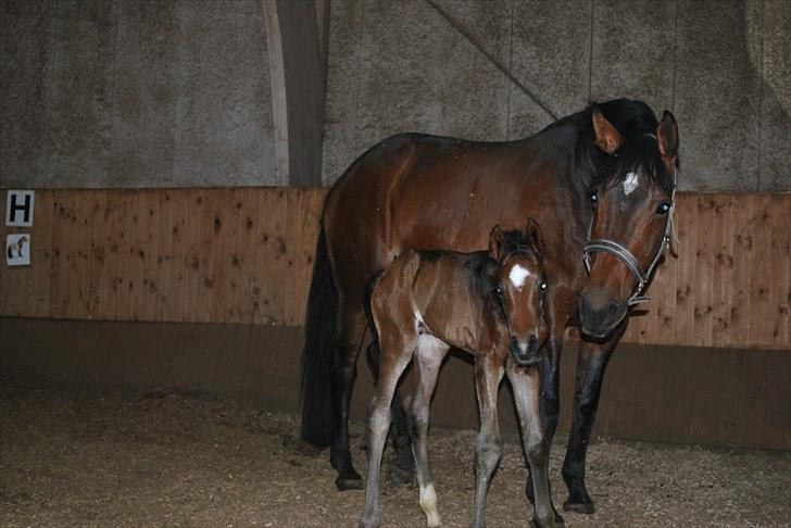 Dansk Varmblod Messi billede 5