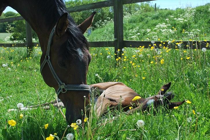 Dansk Varmblod Messi billede 6