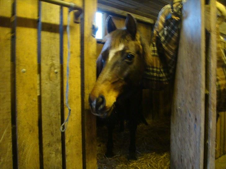 Anden særlig race Beauty  - venter du?...på mig? (´: billede 13