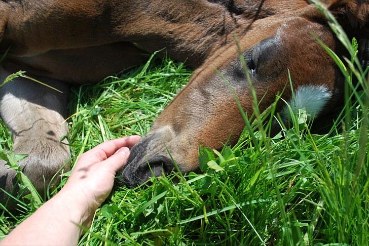 Dansk Varmblod Messi billede 7