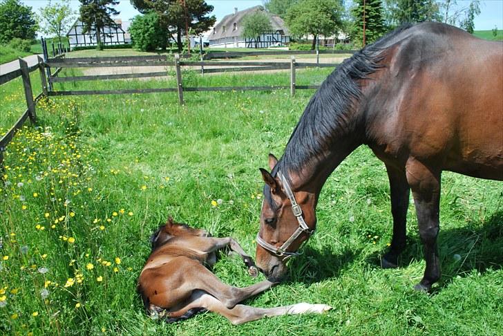 Dansk Varmblod Messi billede 8