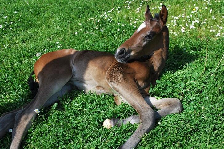 Dansk Varmblod Messi billede 9