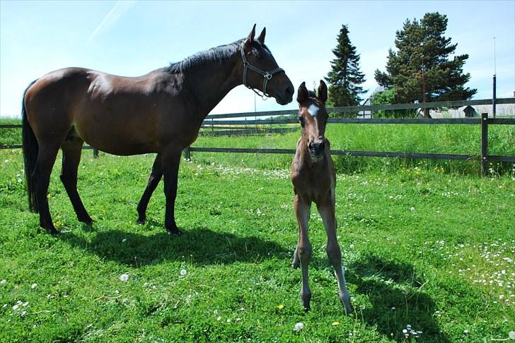 Dansk Varmblod Messi billede 10
