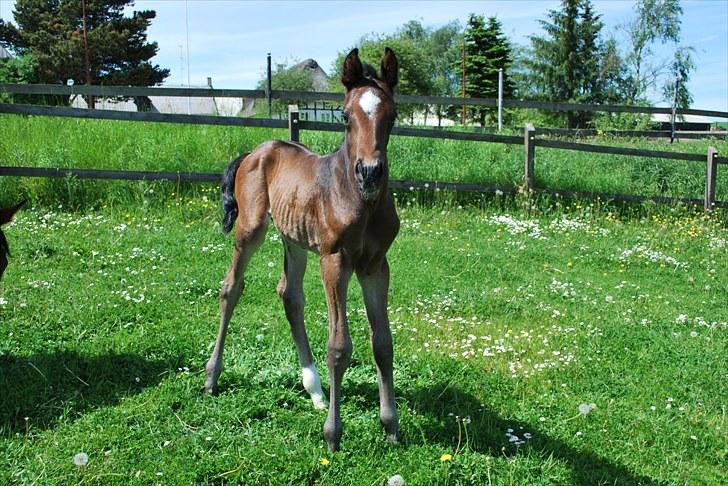 Dansk Varmblod Messi billede 11