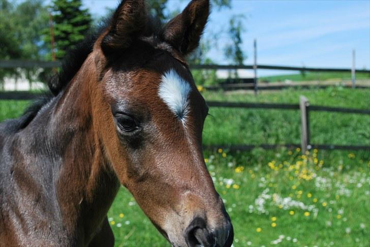 Dansk Varmblod Messi billede 12