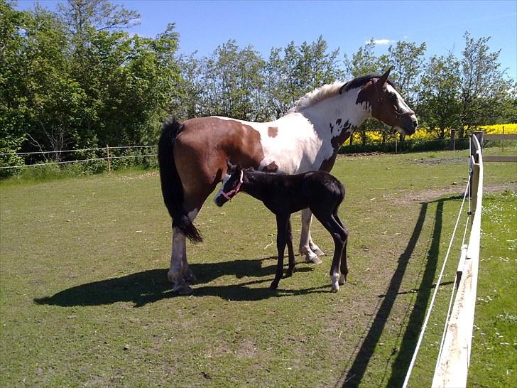 Pinto Painted Destiny - Så kom følle bølle :o) billede 15