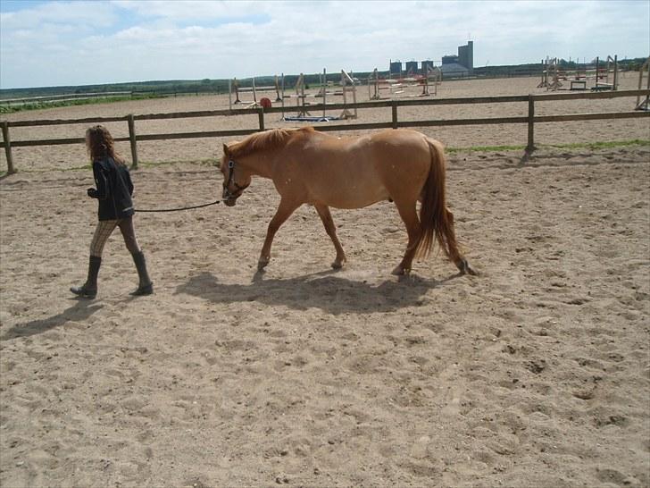 Anden særlig race Siwert Lightning II - 18) Min smukke ponze og mig i sommeren 2009. Da han var elevpony og vi lige var begyndt at træne lidt tricks :) billede 18