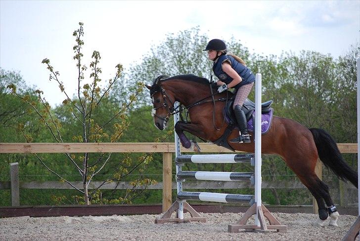Welsh Pony af Cob-type (sec C) Åvangens Victoria - springer ma højde billede 12