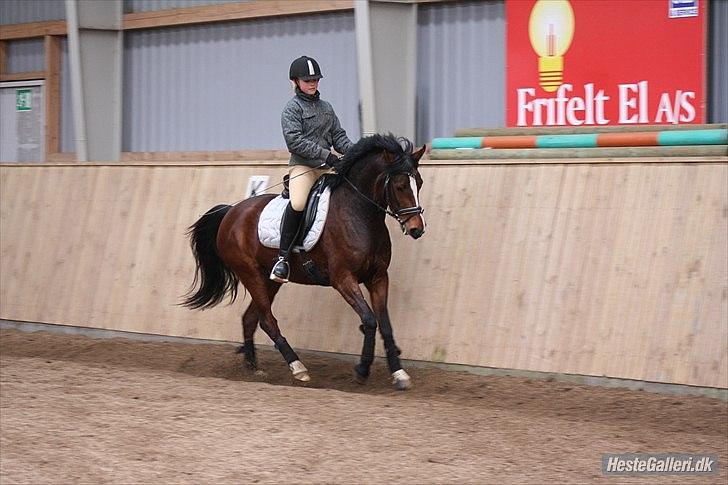 Welsh Partbred (Sec F) stjerneponyen MissDaisy:* - daisy min stolthed!! <3 du gør mig hel ! jeg elsker dig mitliv !  foto: charlotte bloch jørgensen. billede 5