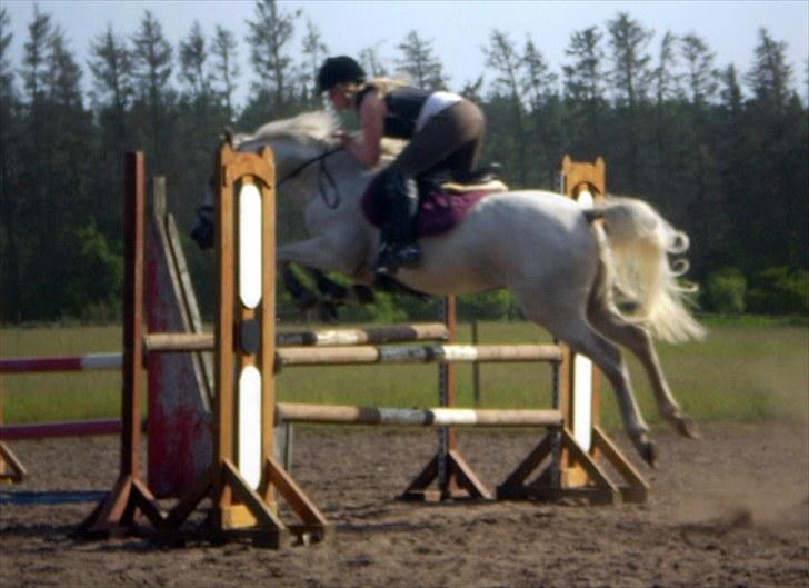 Hollandsk Sportspony CASPER billede 1