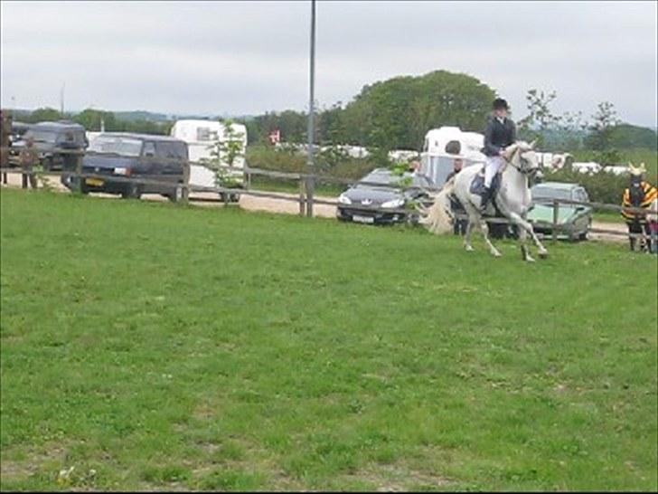 Hollandsk Sportspony CASPER billede 2