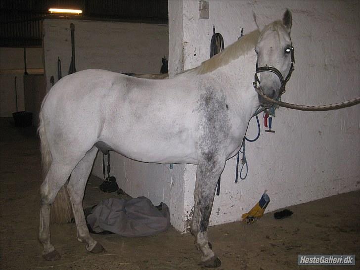Hollandsk Sportspony CASPER billede 3