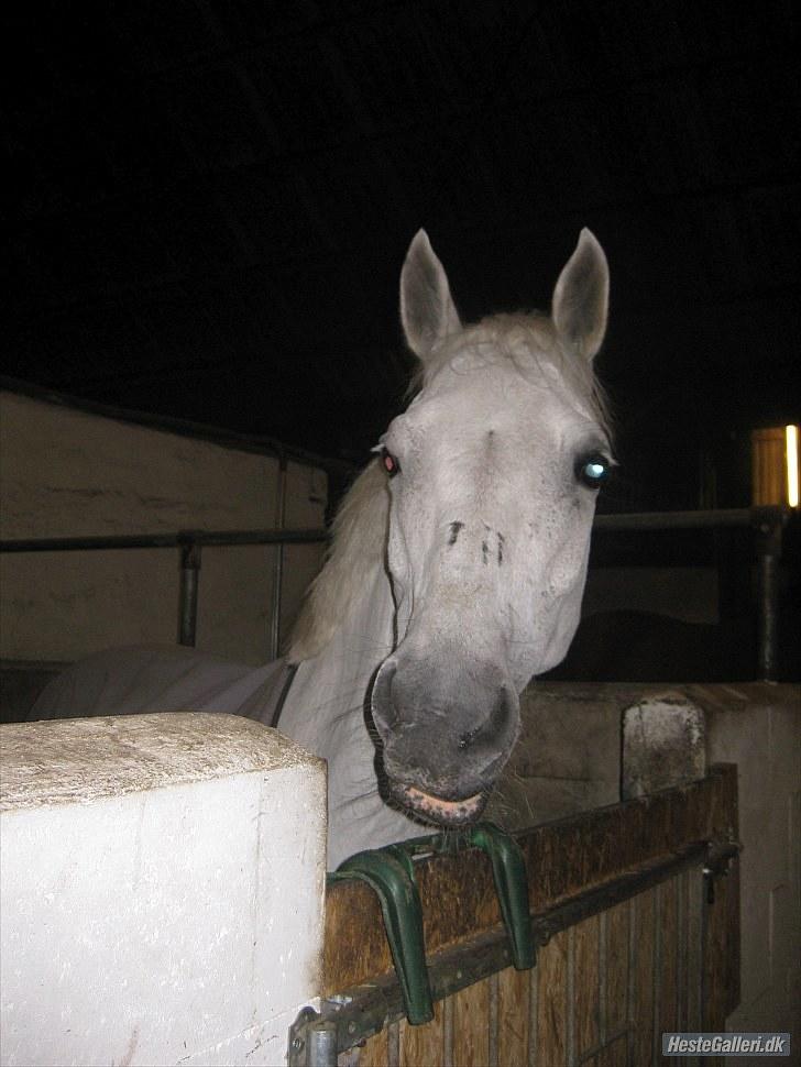 Hollandsk Sportspony CASPER billede 4