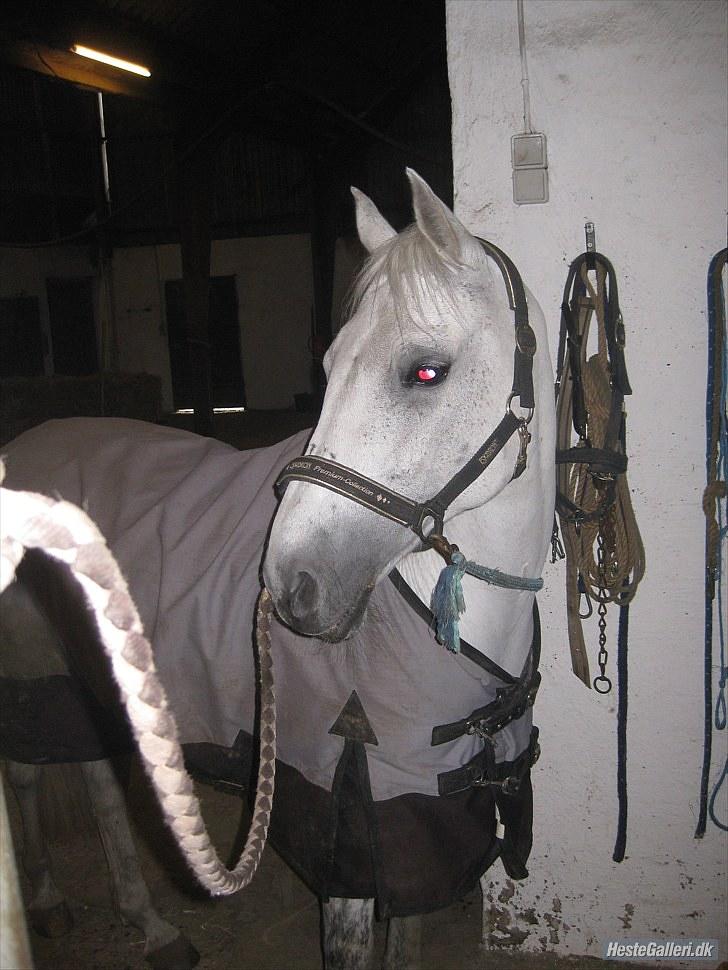 Hollandsk Sportspony CASPER billede 5