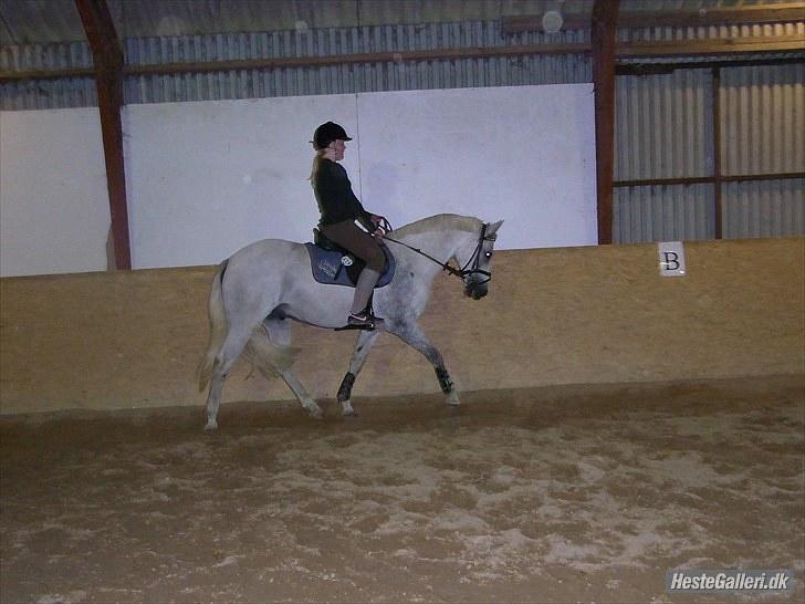 Hollandsk Sportspony CASPER billede 6