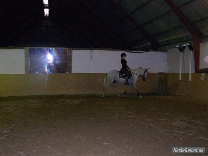 Hollandsk Sportspony CASPER billede 7