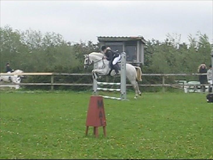 Hollandsk Sportspony CASPER billede 8