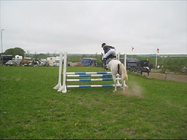 Hollandsk Sportspony CASPER billede 9