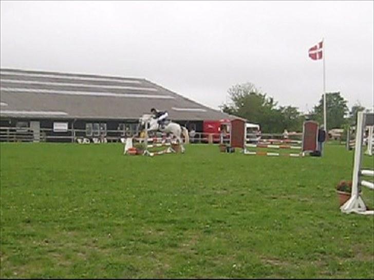 Hollandsk Sportspony CASPER billede 10