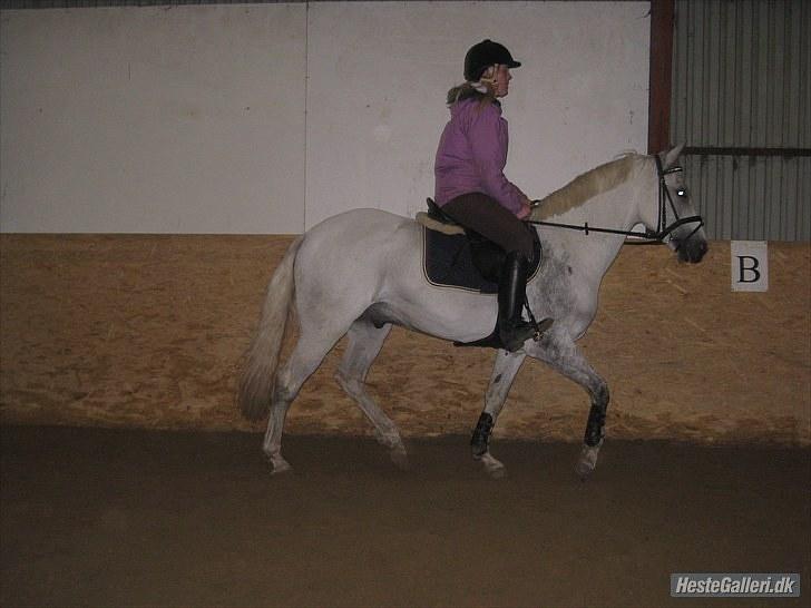 Hollandsk Sportspony CASPER billede 11