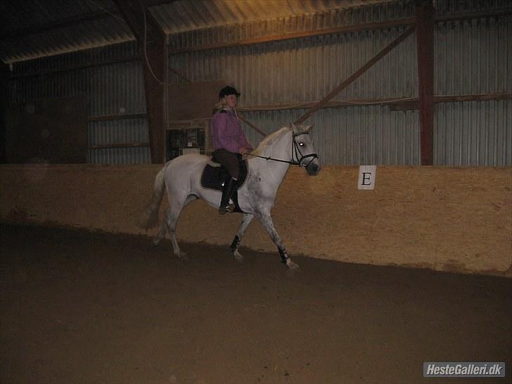 Hollandsk Sportspony CASPER billede 12