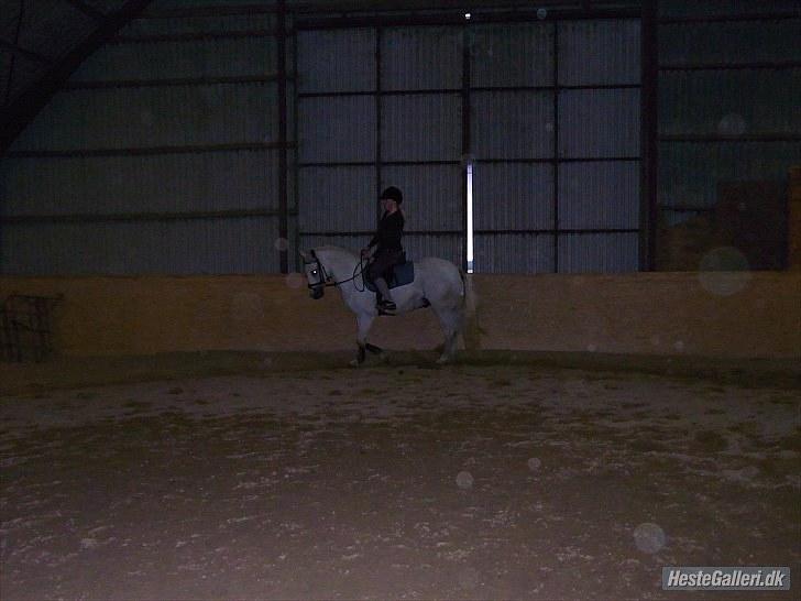 Hollandsk Sportspony CASPER billede 13